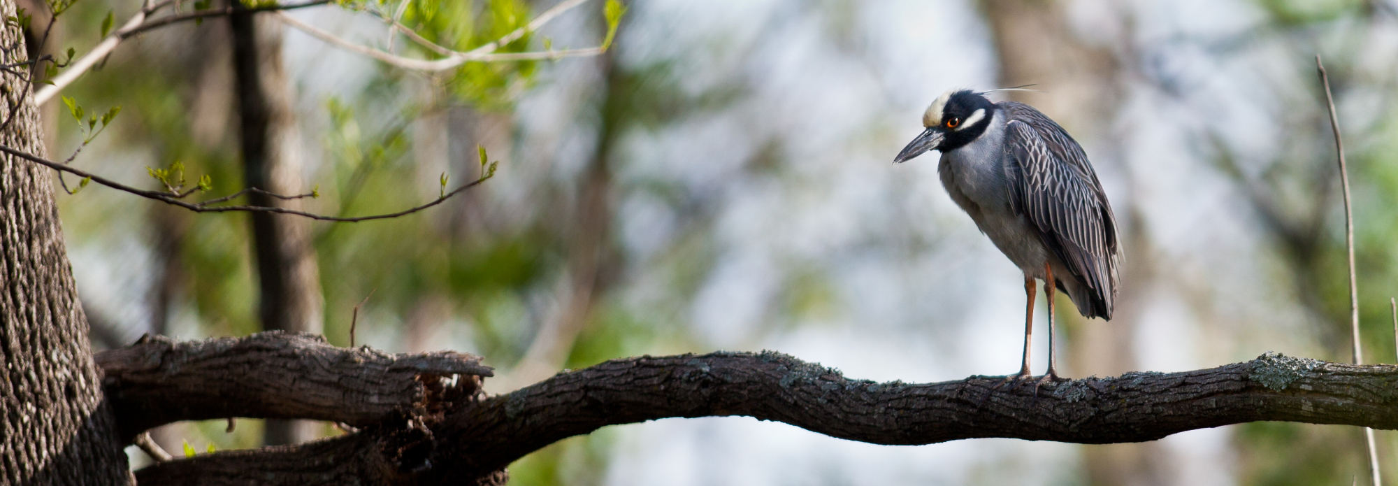 Black-crowned Night-Heron